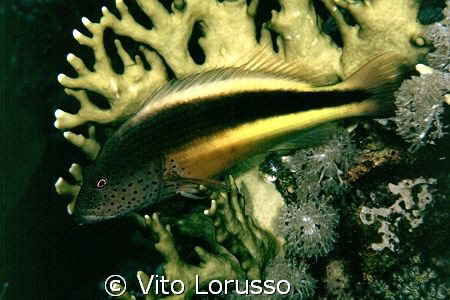 Fishs - Paracirrhites forsteri by Vito Lorusso 