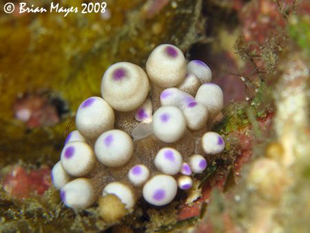 I'm not sure what this is, I think it's an anemone, but i... by Brian Mayes 