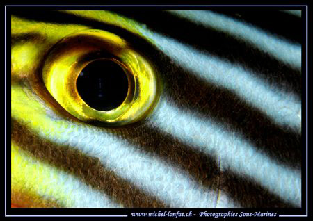 The Eye of a Diagram Fish... :O) ..... by Michel Lonfat 
