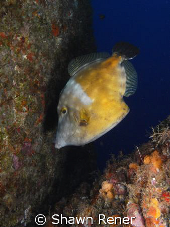 White Spotted Filefish (Cantherhines macrocerus)
Diving ... by Shawn Rener 