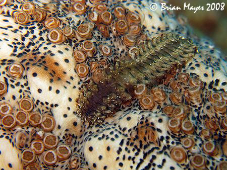 Worm & Cucumber patterns, Club-spined Scale Worm (Gastrol... by Brian Mayes 
