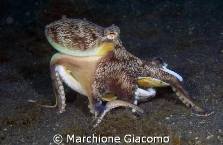 The removal. Octopussy coconut
Lembeh strait 2008
Nikon... by Marchione Giacomo 