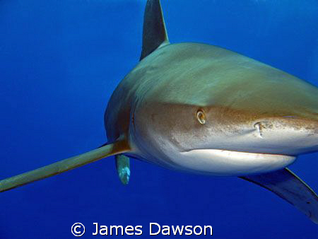 Eye to Eye. Oceanic Whitetip shark at Daedalus reef taken... by James Dawson 