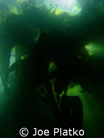 Kelp beds
This shot was taken near the Breakwater in mon... by Joe Platko 
