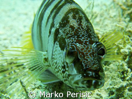 A Painted Comber (serranus scriba)  takes a look into the... by Marko Perisic 