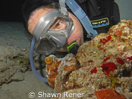 Diver finds a common reef Octopus on night dive... Cozume... by Shawn Rener 