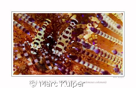 coleman's shrimps in lembeh strait on sea-urchin.
taken ... by Marc Kuiper 