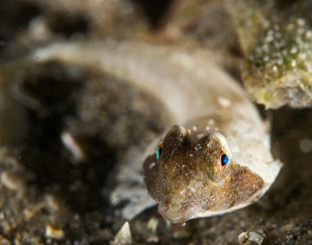 Close up of a local stinkfish.

nikon d80, ds 51 x 2, 60mm by Cal Mero 