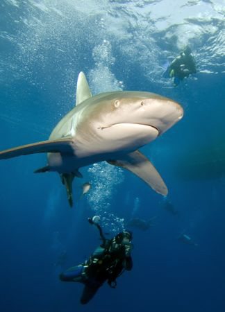 My first oceanic whitetip photo of the season. by Dray Van Beeck 