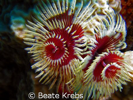 X-mas tree worm , taken at Bohol with Canon S70 and Macro... by Beate Krebs 