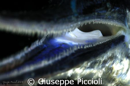 Deep Throat and tongue of a young Belone belone, night fr... by Giuseppe Piccioli 