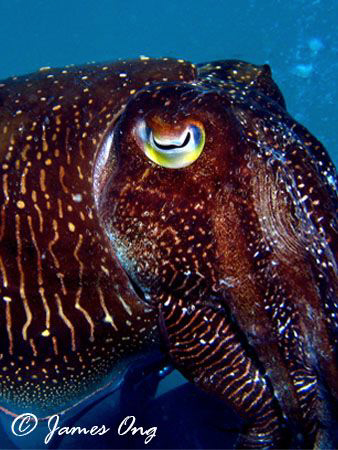 Cuttlefish in Pulau Tioman, Taken with Canon S1 IS, Inon ... by James Ong 