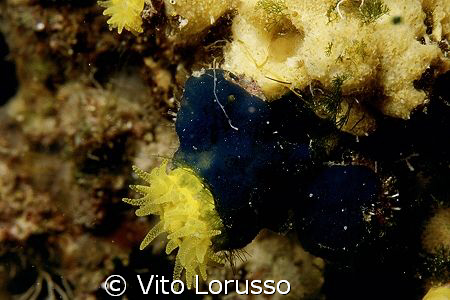 Corals - Astroides calycularis by Vito Lorusso 