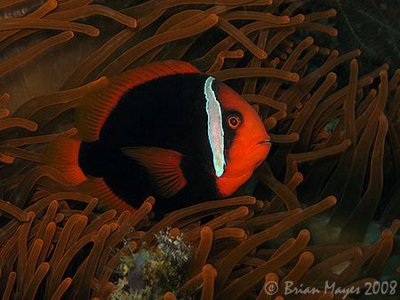 Tomato Anemonefish (Amphiprion frenatus) swimming amongst... by Brian Mayes 