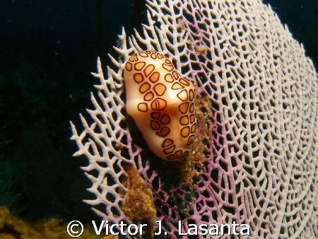 nice flamingo tongue at two for you dive site  in parguer... by Victor J. Lasanta 