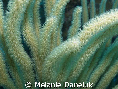 I think the different corals are so amazing!!
Class Anth... by Melanie Daneluk 