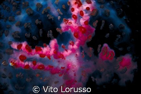 Jellyfishs - Pelagia noctiluca (detail) by Vito Lorusso 