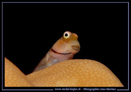 A small Gobie on it's coral... :O) .... by Michel Lonfat 