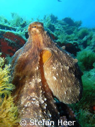 Octopus in France (July 08) taken with the Sea & Sea DX-1G by Stefan Heer 