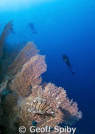 Lionfish and gorgonian fan at Little Brother by Geoff Spiby 