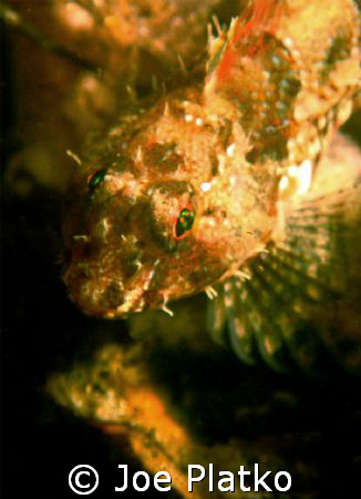 Found this small sculpin underneath a pipeline that ran o... by Joe Platko 
