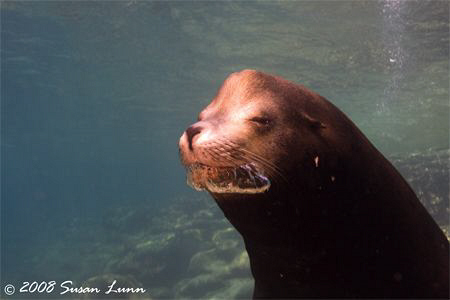 Snortin' bull sea lion, Los Islotes, La Paz, Mexico. Cano... by Susan Lunn 