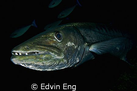Fear Factor - Face to Face with a 2m long Great Barracuda... by Edvin Eng 
