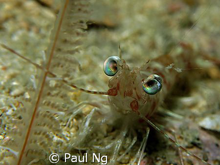 Smiley Prawn! Taken with Canon G9 with strobe and single ... by Paul Ng 
