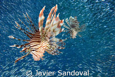 lionfish hunting by Javier Sandoval 
