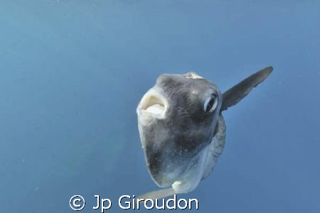 Mola Mola coming from the bottom, it seems to be ill by Jp Giroudon 