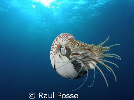 I was amazed! A Nautilus... never thought I had this enco... by Raul Posse 