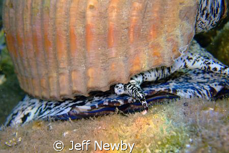 Got this close up of a Giant Tun about the size of a foot... by Jeff Newby 