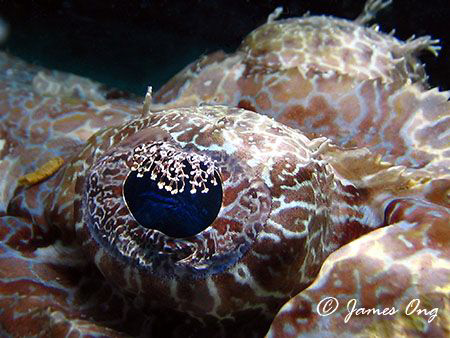 Amazing eyelid of a Crocodile fish !!! Tools : Canon S1 I... by James Ong 