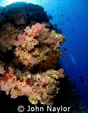 corals at the brothers.red sea. by John Naylor 