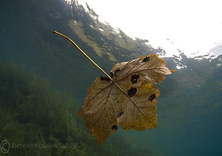 Autumn leaf. Capernwray. D200, 10.5mm. by Derek Haslam 