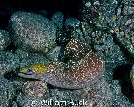This is an Undulated Moray Eel prowling the reef at night... by William Buck 