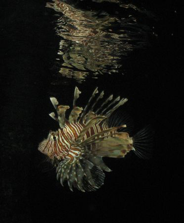 Evening Reflection of a Lionfish taken with a Canon Power... by Maria Munn 
