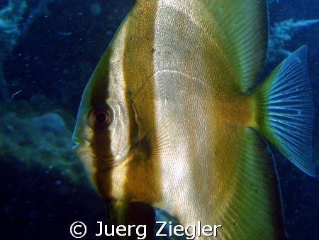 Close up of Bat Fish by Juerg Ziegler 