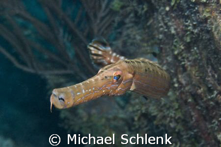 Trumpetfish checking me out, wanting to make sure I get h... by Michael Schlenk 