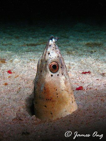 Snake Eel on a night Dive !!! Tools: Canon S1 IS, Inon D2000 by James Ong 