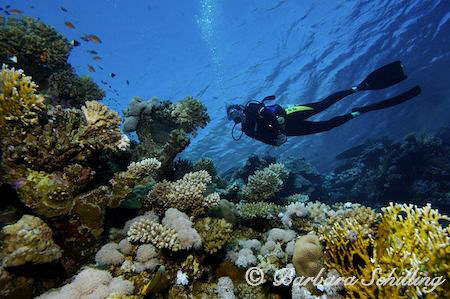Diver end a dive on a beautiful top reef in the red sea! by Barbara Schilling 