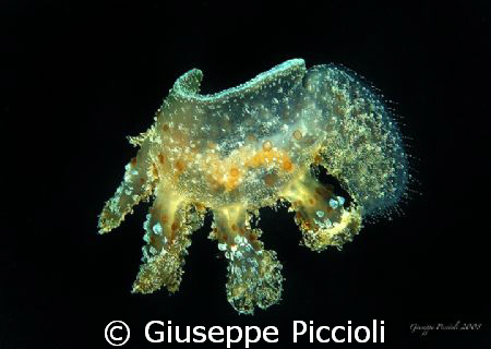 The Melibe fimbriata (=viridis) is a spectacular nudibran... by Giuseppe Piccioli 