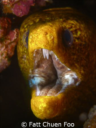 Yellow Moray Eel angry with my lens, Anilao, Philipines by Fatt Chuen Foo 