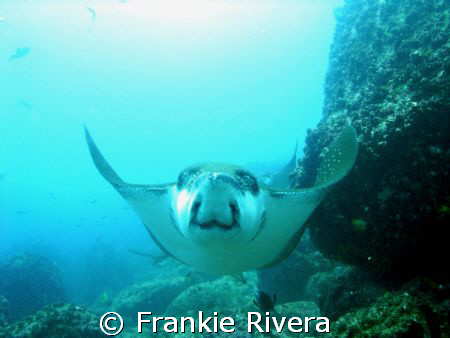 A BIG SMILE from an Eagle Ray, @ North Seymor, Galapagos ... by Frankie Rivera 