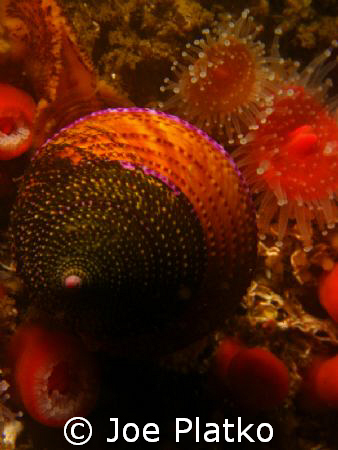 ringed snail crawling over a bunch of little cup corals r... by Joe Platko 
