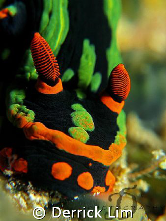 Nembrotha head close up, full frame, no cropping. Capture... by Derrick Lim 
