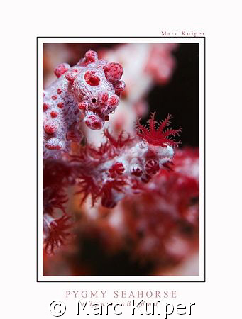 pygmy seahorse in lembeh strait. taken with canon 30D, ik... by Marc Kuiper 