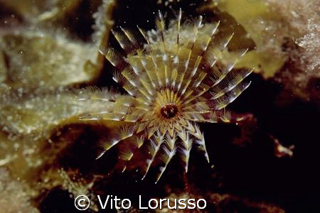 Worms - Bispira volutacornis by Vito Lorusso 