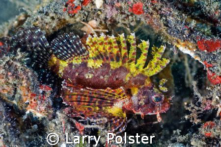 Short fin scorpionfish, devil fish...FISH ID ????  Lembeh... by Larry Polster 