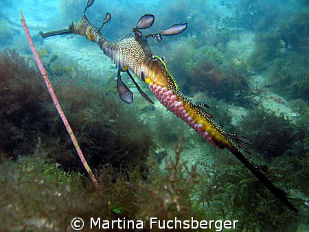 Weedy Seadragon with eggs.
Taken under Flinders Pier, Me... by Martina Fuchsberger 